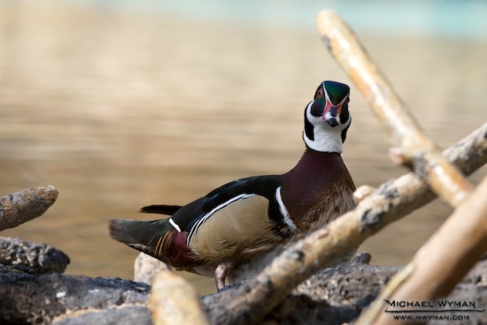 Duck