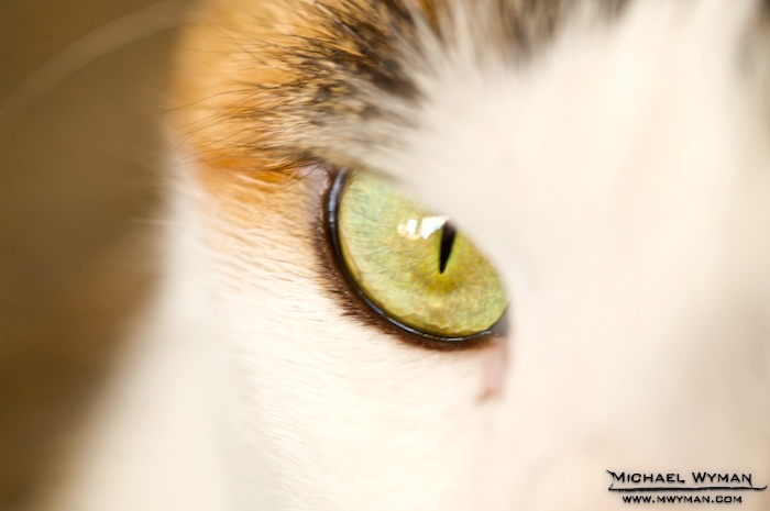 Eye of the Calico