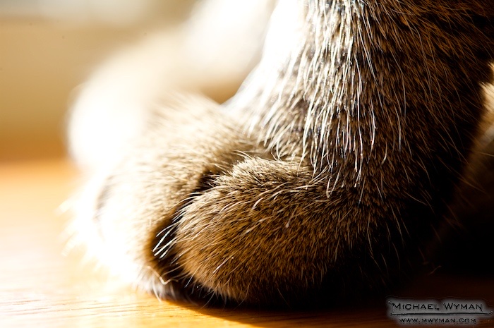 Milo Paw