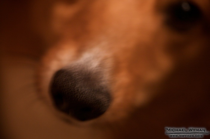Nose