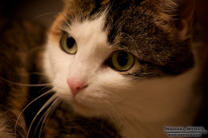 Maisy