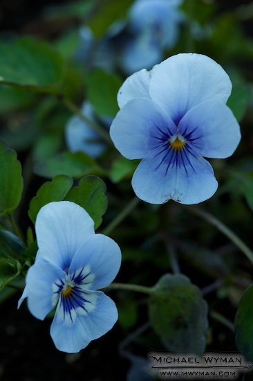 Twilight Flowers