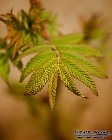 New Leaves
