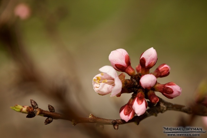 Apricot Blossoms