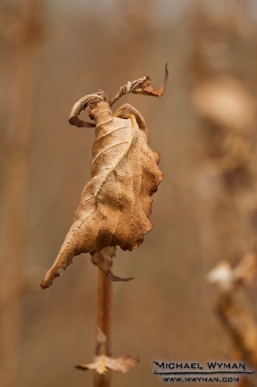 Fall's Leftovers