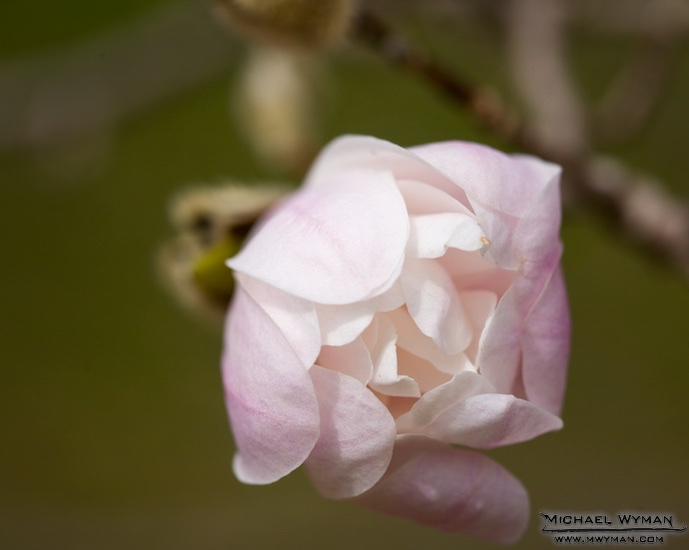 Star Magnolias
