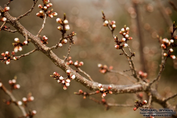 Apricot Tree