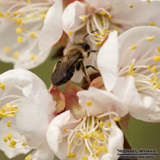 Busy Bees