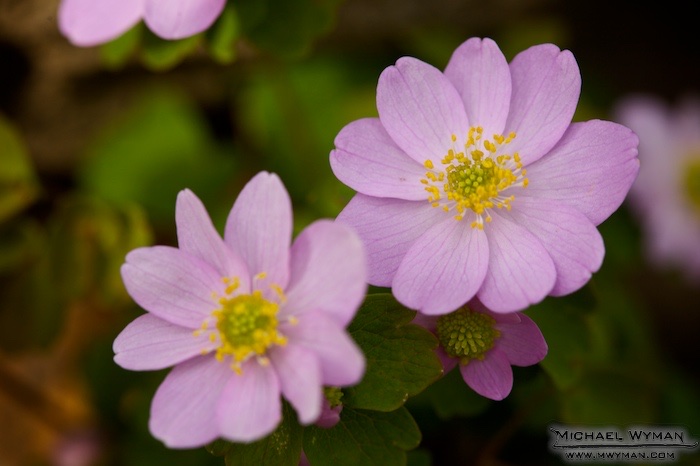 April Flowers, Waiting for May Showers