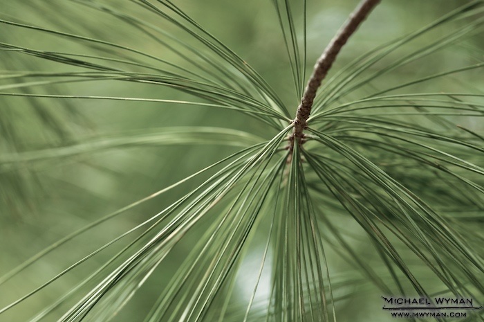Gentle Pine