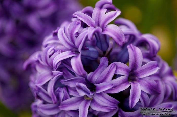 Hyacinth