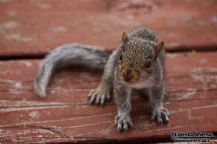 Young Squirrel