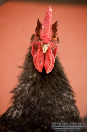 Rooster Portrait