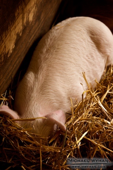 Piglet
