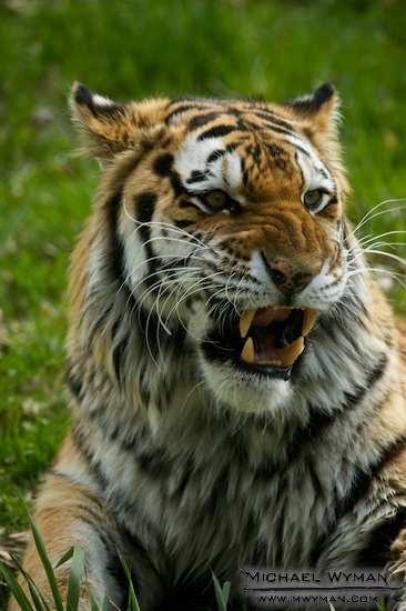 Snarl