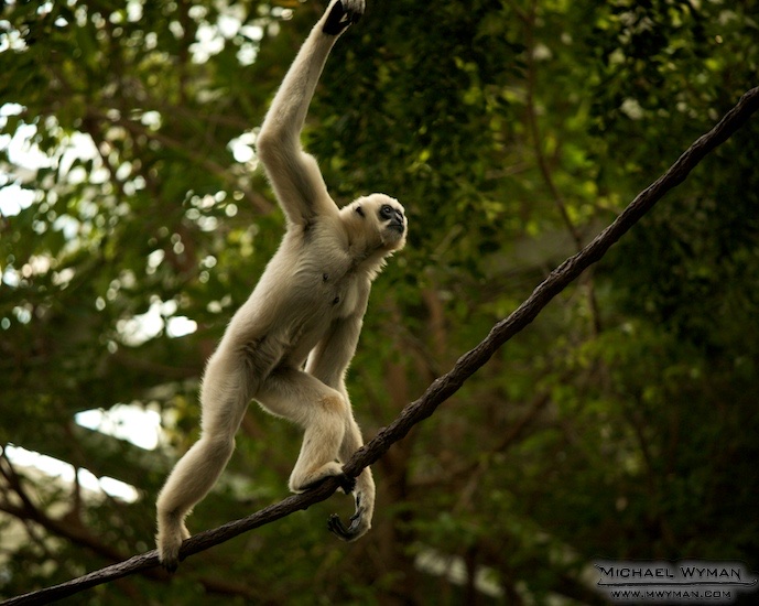 Vine Walker