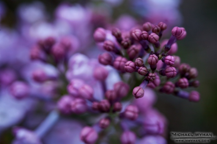 Blooming Lilacs