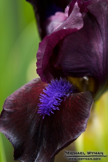Purple Iris