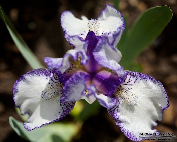 Purple and White