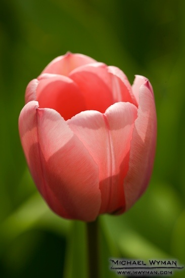 Pink Tulip