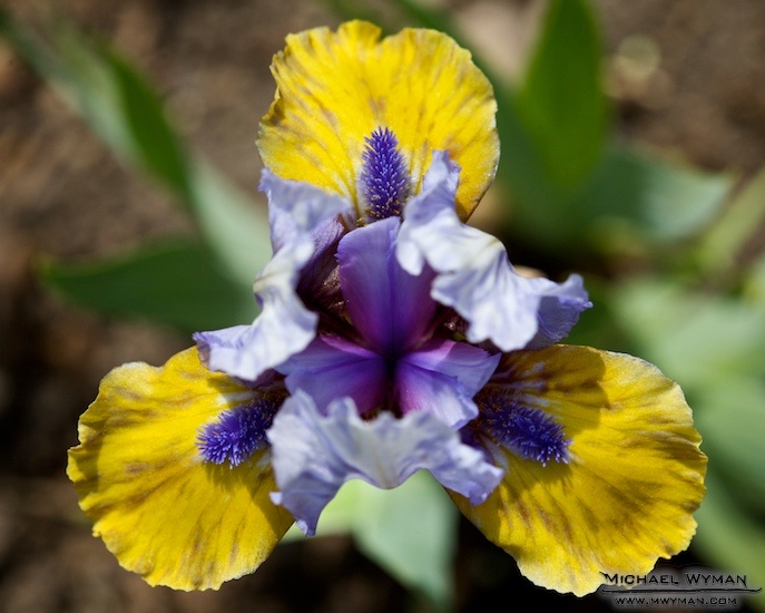 Purple and Yellow