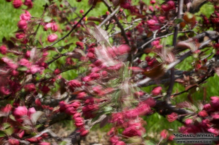 Crabapple Wind