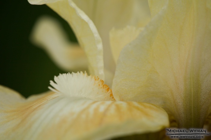 Closup Iris