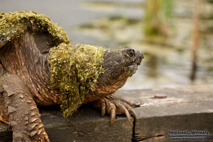 Turtle Pond