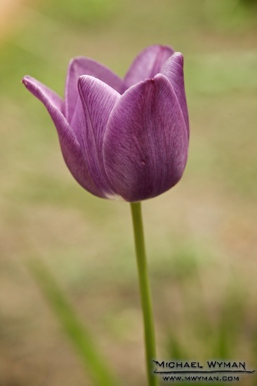 Lone Tulip