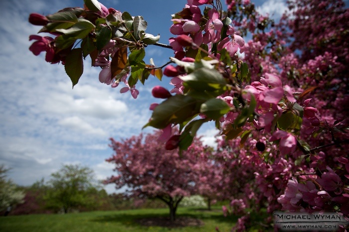 Untitled Crabapple