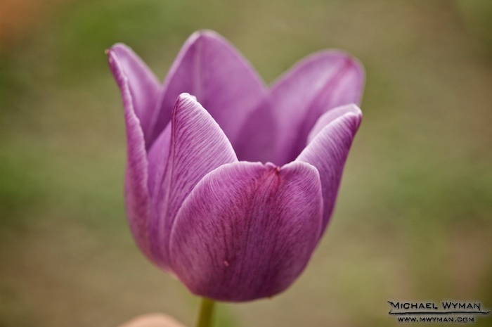 Tulip