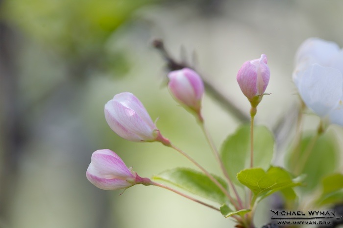 Buds