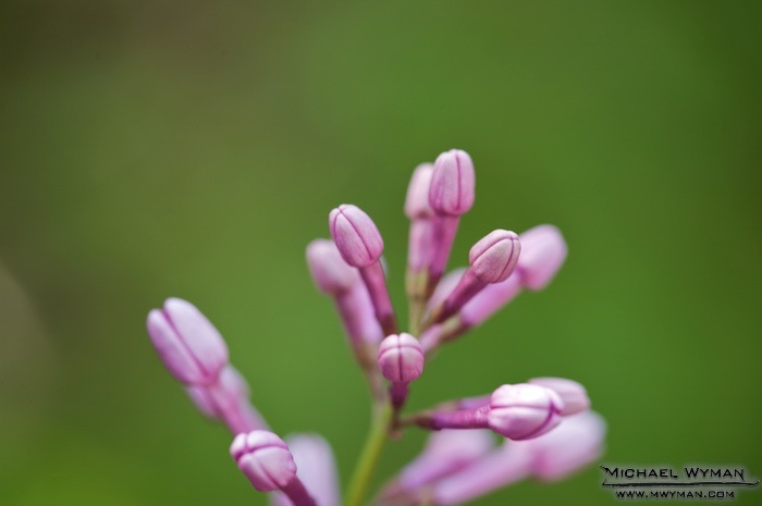 Green and Pink