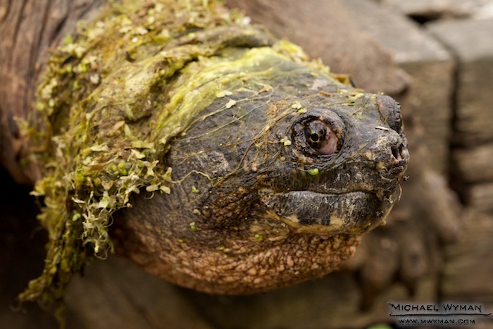 Turtle
