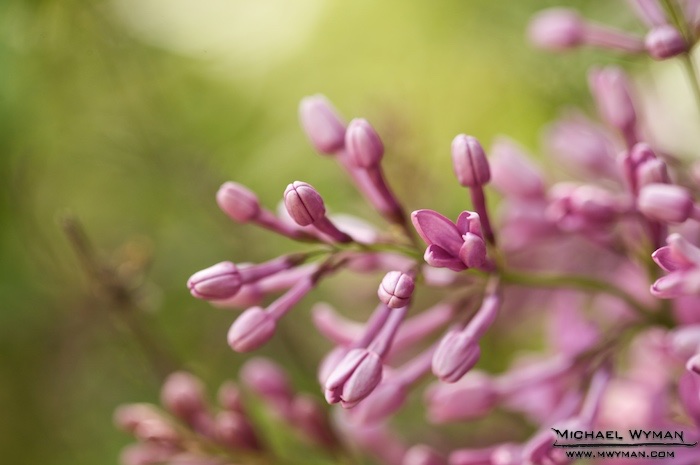 Lilac Bokeh