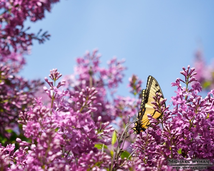Butterfly Landing
