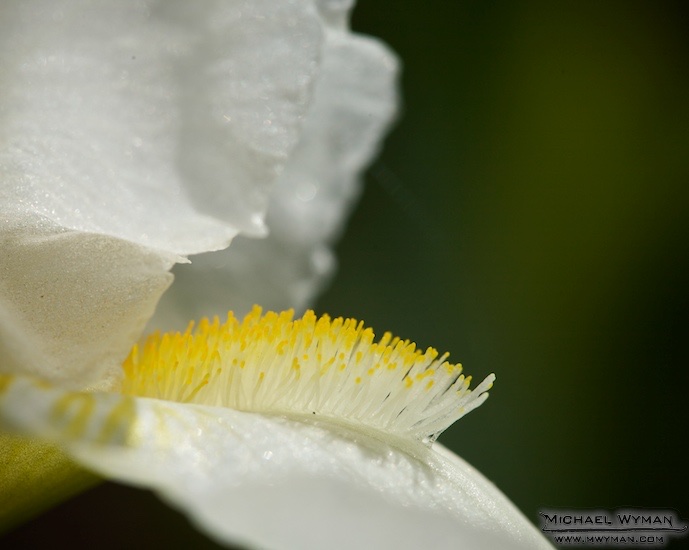 Iris One