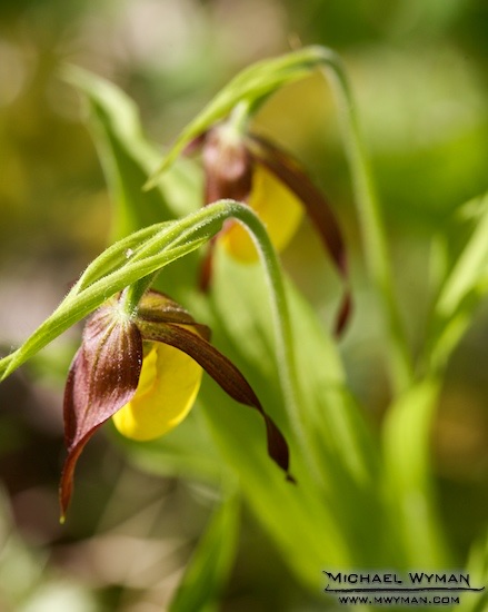 Yellow Ladyslippers