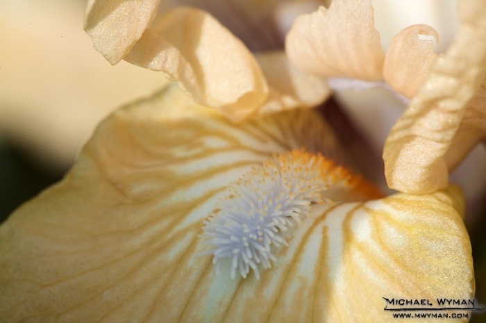 Iris Inside