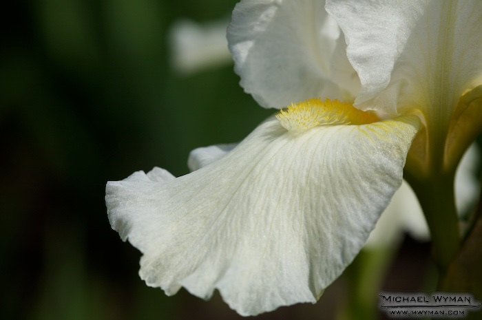 Iris Petal