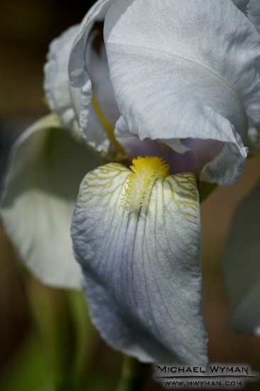 Shyness