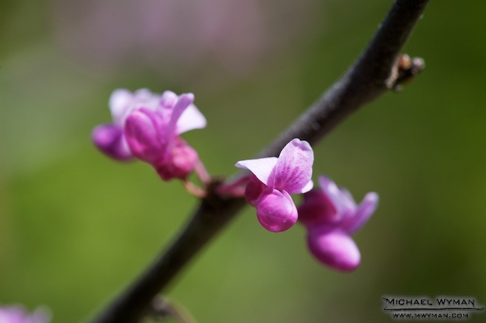 Redbud Blossoms