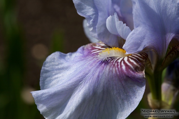 Blue and Purple Iris