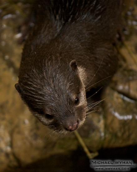 Why I Otter...