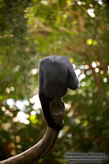 Just a Gibbon on a Log