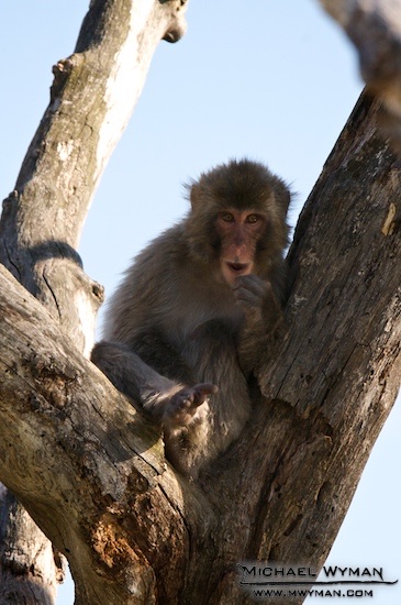 Monkey Brains