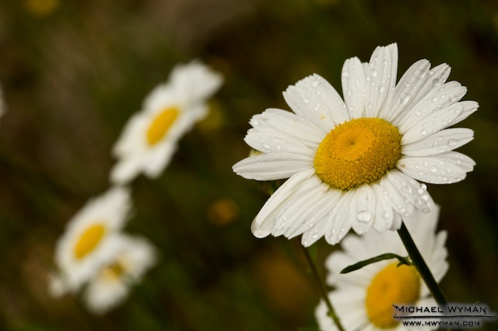 Daisy, Daisy...