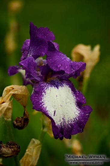 Door County Iris