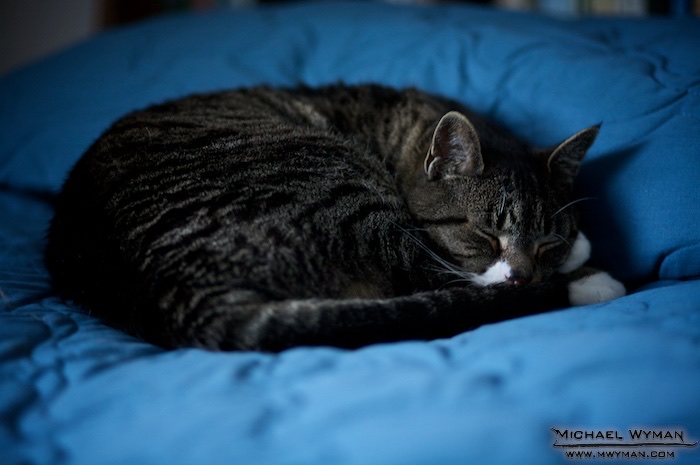 Catnap