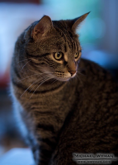 Milo's Birthday Portrait